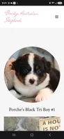 Porche's black tri boy #1, a male Australian Shepherd for sale in Westfield, MA – 1 of 3