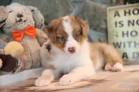 Patti's Red Merle Girl #1, a female Australian Shepherd for sale in Westfield, MA – 2 of 7