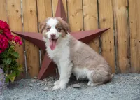 Vegas's Red Tri Girl, a female Australian Shepherd for sale in Westfield, MA – 2 of 5