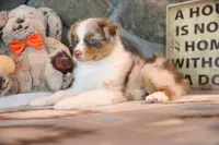 Patti's Red Merle Girl #4, a female Australian Shepherd for sale in Westfield, MA – 6 of 10