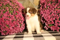 Luna's Red Tri Girl #2, a female Australian Shepherd for sale in Westfield, MA – 7 of 9