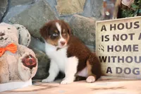 Patti's Red Tri Boy, a male Australian Shepherd for sale in Westfield, MA – 6 of 7