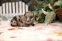 Char-Lynne's Blue Merle Girl, a female Miniature Australian Shepherd for sale in Westfield, MA – Photo 4 of 8