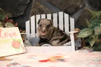 Char-Lynne's Blue Merle Girl, a female Miniature Australian Shepherd for sale in Westfield, MA – Photo 2 of 8