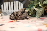 Char-Lynne's Blue Merle Girl, a female Miniature Australian Shepherd for sale in Westfield, MA – Photo 5 of 8