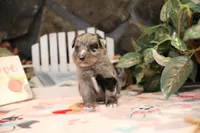 Char-Lynne's Blue Merle Girl, a female Miniature Australian Shepherd for sale in Westfield, MA – Photo 8 of 8