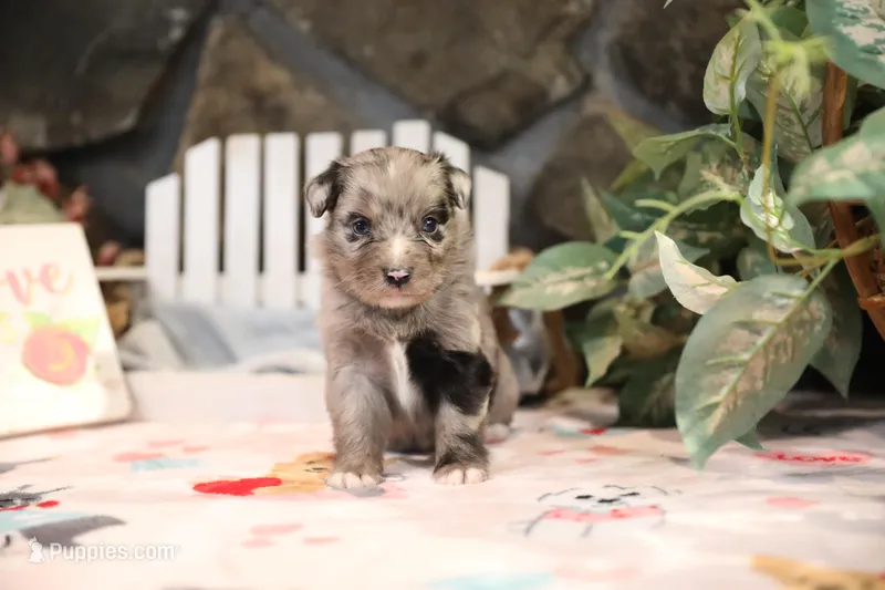 Char-Lynne's Blue Merle Girl – Miniature Australian Shepherd puppy for sale in Westfield, MA