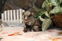 Char-Lynne's Blue Merle Girl, a female Miniature Australian Shepherd for sale in Westfield, MA – Photo 7 of 8