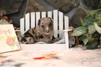 Char-Lynne's Blue Merle Girl, a female Miniature Australian Shepherd for sale in Westfield, MA – Photo 3 of 8