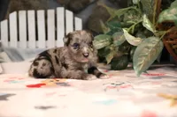 Char-Lynne's Blue Merle Girl, a female Miniature Australian Shepherd for sale in Westfield, MA – Photo 6 of 8