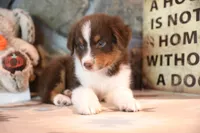 Patti's Red Tri Boy, a male Australian Shepherd for sale in Westfield, MA – 5 of 7