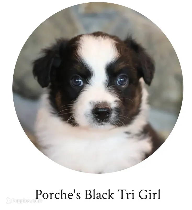 Porche's black tri girl  – Australian Shepherd puppy for sale in Westfield, MA