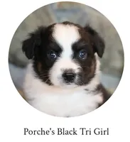 Porche's black tri girl , a female Australian Shepherd for sale in Westfield, MA – 1 of 3