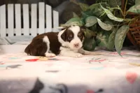 Lily-Rose's Red Tri Girl #1, a female Australian Shepherd for sale in Westfield, MA – Photo 2 of 10