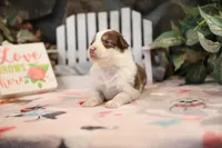 Lily-Rose's Red Tri Girl #3, a female Australian Shepherd for sale in Westfield, MA – Photo 5 of 6