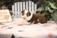 Lily-Rose's Red Tri Girl #3, a female Australian Shepherd for sale in Westfield, MA – Photo 4 of 6