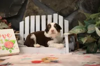 Lily-Rose's Red Tri Girl #1, a female Australian Shepherd for sale in Westfield, MA – Photo 5 of 10