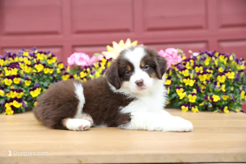 Lily-Rose's Red Tri Girl #1 – Australian Shepherd puppy for sale in Westfield, MA