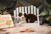 Lily-Rose's Red Tri Girl #1, a female Australian Shepherd for sale in Westfield, MA – Photo 3 of 10