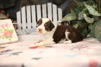 Lily-Rose's Red Tri Girl #1, a female Australian Shepherd for sale in Westfield, MA – Photo 4 of 10