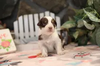 Lily-Rose's Red Tri Girl #1, a female Australian Shepherd for sale in Westfield, MA – Photo 7 of 10