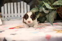 Lily-Rose's Red Tri Girl #1, a female Australian Shepherd for sale in Westfield, MA – Photo 9 of 10