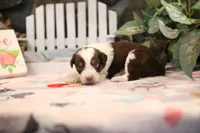 Lily-Rose's Red Tri Girl #1, a female Australian Shepherd for sale in Westfield, MA – Photo 10 of 10