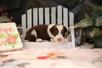 Lily-Rose's Red Tri Girl #1, a female Australian Shepherd for sale in Westfield, MA – Photo 8 of 10