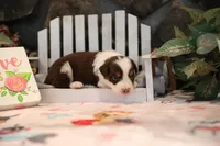 Lily-Rose's Red Tri Girl #1, a female Australian Shepherd for sale in Westfield, MA – Photo 6 of 10