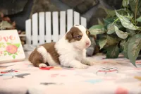Lily-Rose's Red Tri Girl #3, a female Australian Shepherd for sale in Westfield, MA – Photo 3 of 6