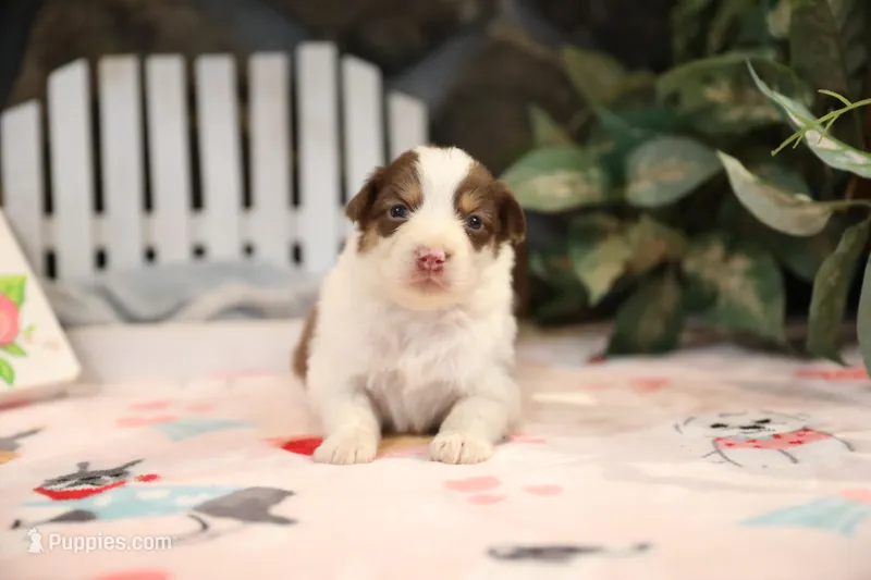 Lily-Rose's Red Tri Girl #3 – Australian Shepherd puppy for sale in Westfield, MA
