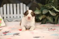 Lily-Rose's Red Tri Girl #3, a female Australian Shepherd for sale in Westfield, MA – Photo 1 of 6