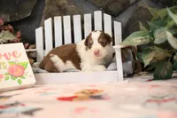 Lily-Rose's Red Tri Girl #3, a female Australian Shepherd for sale in Westfield, MA – Photo 2 of 6