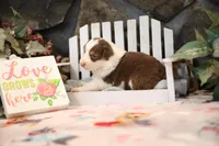 Lily-Rose's Red Tri Girl #3, a female Australian Shepherd for sale in Westfield, MA – Photo 6 of 6