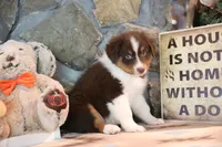 Patti's Red Tri Boy, a male Australian Shepherd for sale in Westfield, MA – 3 of 7