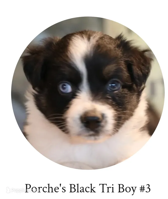 Porche's black tri boy #3 – Australian Shepherd puppy for sale in Westfield, MA