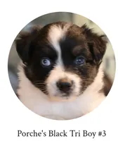 Porche's black tri boy #3, a male Australian Shepherd for sale in Westfield, MA – 1 of 3