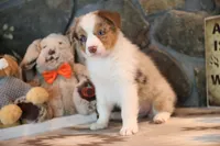 Patti's Red Merle Girl #2, a female Australian Shepherd for sale in Westfield, MA – 2 of 8