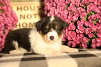Luna's Black Tri Girl #2, a female Australian Shepherd for sale in Westfield, MA – 1 of 7