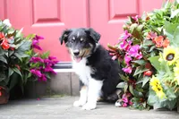 Desi's Black Tri Boy #2, a male Miniature Australian Shepherd for sale in Westfield, MA – Photo 3 of 10