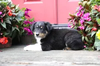 Desi's Black Tri Boy #2, a male Miniature Australian Shepherd for sale in Westfield, MA – Photo 4 of 10