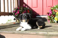 Desi's Black Tri Boy #2, a male Miniature Australian Shepherd for sale in Westfield, MA – Photo 9 of 10