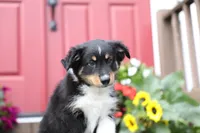 Desi's Black Tri Boy #2, a male Miniature Australian Shepherd for sale in Westfield, MA – Photo 5 of 10