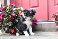 Desi's Black Tri Boy #2, a male Miniature Australian Shepherd for sale in Westfield, MA – Photo 1 of 10