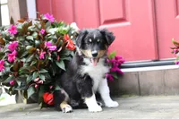 Desi's Black Tri Boy #2, a male Miniature Australian Shepherd for sale in Westfield, MA – Photo 2 of 10