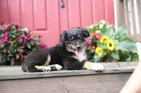 Desi's Black Tri Boy #2, a male Miniature Australian Shepherd for sale in Westfield, MA – Photo 6 of 10