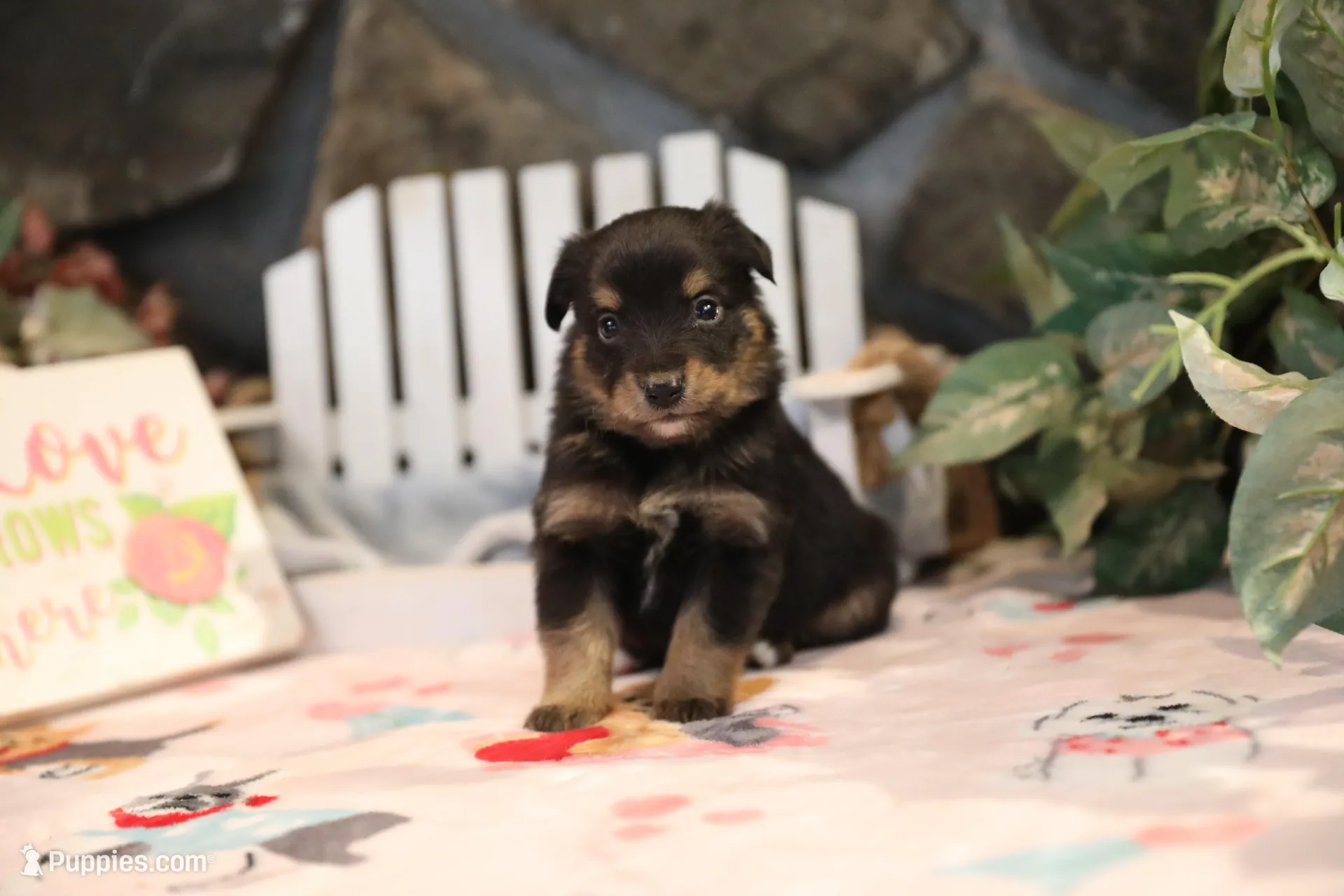 Char-Lynne's Black Tri Boy – Miniature Australian Shepherd puppy for sale in Westfield, MA