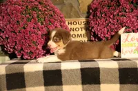Luna's Red Tri Boy, a male Australian Shepherd for sale in Westfield, MA – 5 of 9