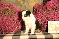 Misty's tri girl #2, a female Australian Shepherd for sale in Westfield, MA – 10 of 10