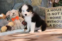 Patti's Black Tri Boy, a male Australian Shepherd for sale in Westfield, MA – 10 of 10